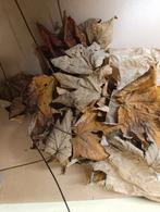Lot de 10 feuilles d’érable – spécial aquarium & terrariu, Dieren en Toebehoren, Ophalen of Verzenden