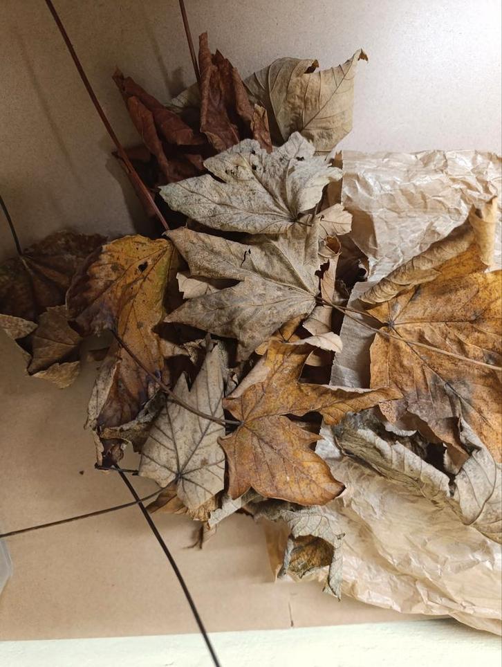 Lot de 10 feuilles d’érable – spécial aquarium & terrariu, Animaux & Accessoires, Poissons | Aquariums & Accessoires, Enlèvement ou Envoi