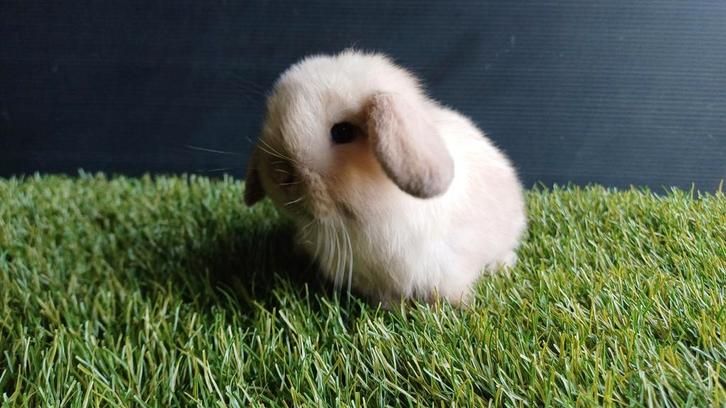 Handtamme mannelijke minilop konijnen jong, Animaux & Accessoires, Lapins, Nain, Mâle, 0 à 2 ans, Oreilles tombantes