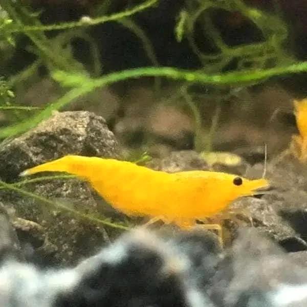 yellow sakura  garnalen, Dieren en Toebehoren, Vissen | Aquariumvissen, Zoetwatervis, Kreeft, Krab of Garnaal, Schoolvis