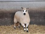 Kerry hill ooilam, Vrouwelijk, Schaap, 0 tot 2 jaar