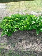 Hosta plantjes, Ophalen, Vaste plant, Halfschaduw