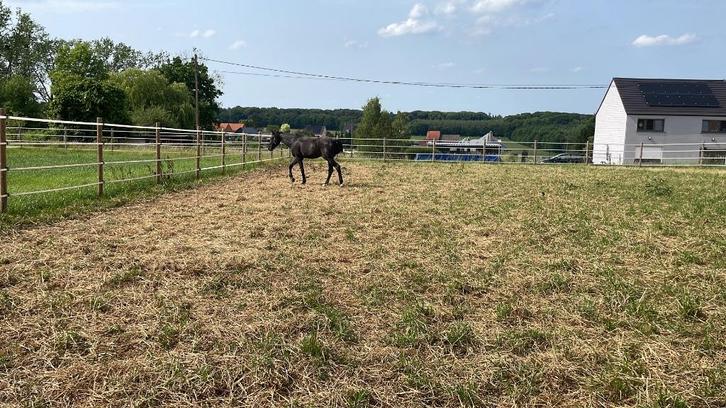 Pensionstal te Houwaart, Dieren en Toebehoren, Stalling en Weidegang, Stalling, Accessoires, 2 of 3 paarden of pony's