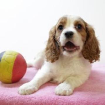 Lieve Cavalier King Charles pups te koop (Belgisch) beschikbaar voor biedingen