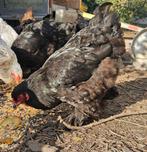 Brahma, Dieren en Toebehoren