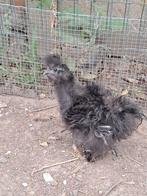 Kuikens zijdehoender frizzle, Dieren en Toebehoren, Geslacht onbekend, Kip