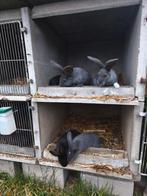 Vlamese Reus, Dieren en Toebehoren