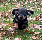 Superlieve ruwharige dwerg teckel pups,in huis grootgebracht, Dieren en Toebehoren, Honden | Teckels en Dashonden, België, Fokker | Hobbymatig