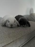 Prachtige mini lops, Dieren en Toebehoren, Knaagdieren, Augustus, Vrouwelijk, Overige typen, Tam