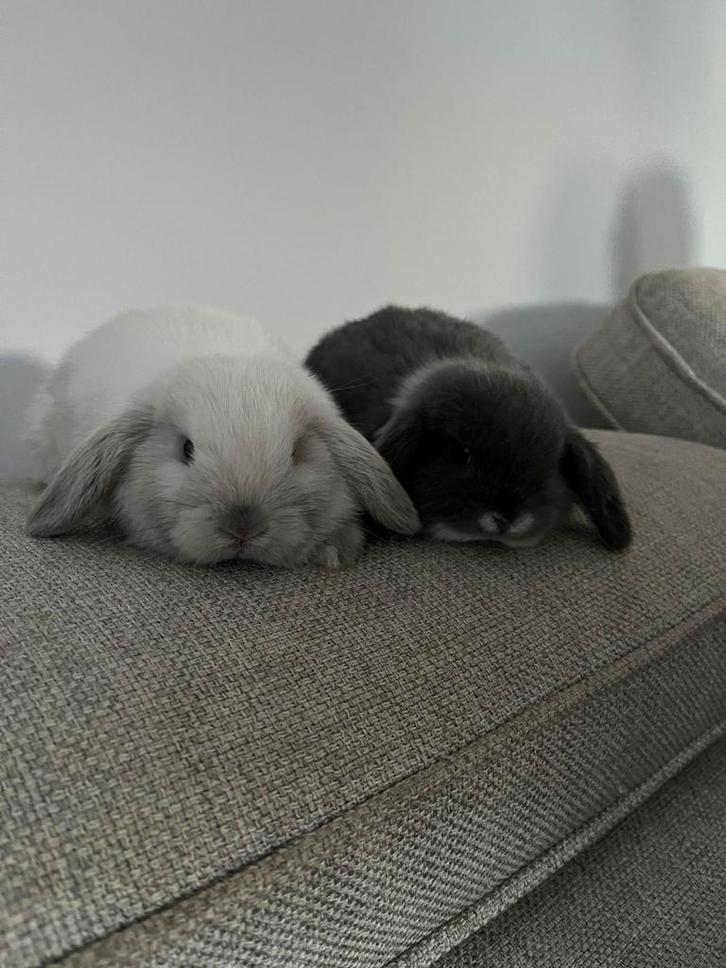 Prachtige mini lops, Dieren en Toebehoren, Knaagdieren, Vrouwelijk, Overige typen, Augustus, Tam