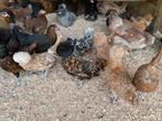 Padua kippen hollandse baardkuifhoen, Dieren en Toebehoren