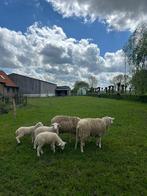 Vlaams schaap lammetjes, Animaux & Accessoires, Moutons, Chèvres & Cochons, Mouton, Plusieurs animaux, 0 à 2 ans