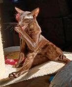 Oosters korthaar cinnamon kater met stamboom, Dieren en Toebehoren, Katten en Kittens | Raskatten | Korthaar, Kater, Gechipt, 0 tot 2 jaar