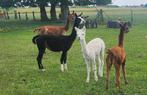 alpaca hengst wit, Dieren en Toebehoren, Augustus, Mannelijk
