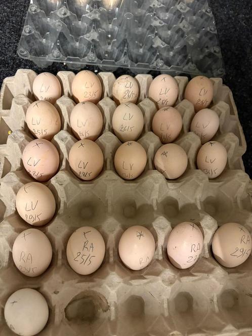 Broedeieren zijdehoen usa, Dieren en Toebehoren, Pluimvee, Kip, Geslacht onbekend