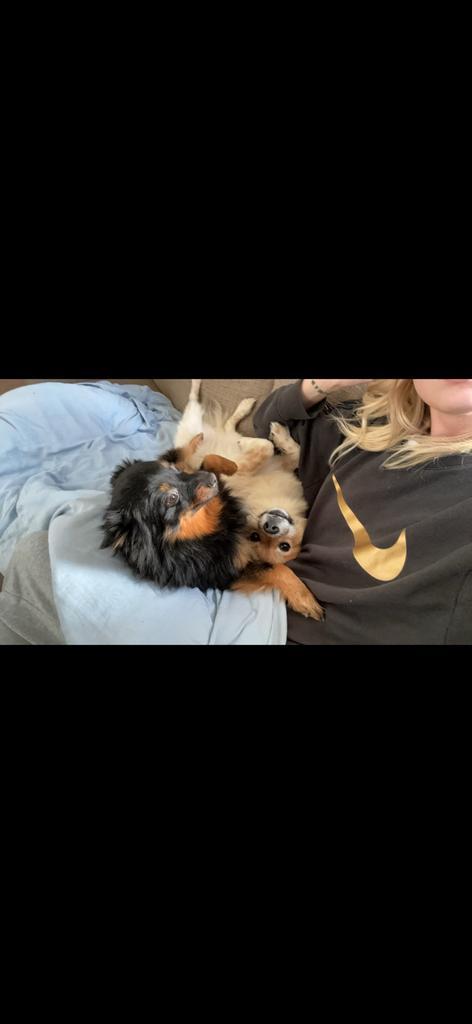 2 keeshonden (mix), Auto diversen, Hondenrekken, Zo goed als nieuw, Ophalen