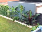 Grote Ensete Maurelli - Rode banaan in pot - Eyecatcher!, Tuin en Terras, Bloembollen en Zaden, Ophalen