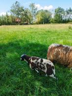 Baggerbonte ram, Dieren en Toebehoren