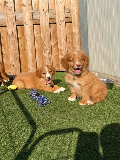 Nova scotia duck tolling retriever pups, Dieren en Toebehoren, Honden | Retrievers, Spaniëls en Waterhonden, Meerdere dieren, Overige rassen