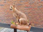 Opgezette caracal taxidermie afrika schedel gewei hert, Wild dier, Opgezet dier, Ophalen of Verzenden