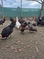 Diverse raskippen en hanen, Dieren en Toebehoren, Pluimvee