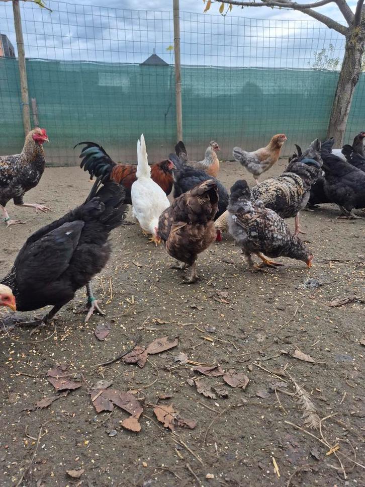 Diverse raskippen en hanen, Dieren en Toebehoren, Pluimvee