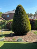 Taxus boom, Tuin en Terras, Planten | Bomen, Ophalen