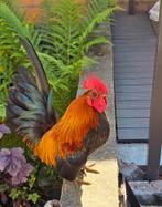 Petit coq serama us, Dieren en Toebehoren, Ophalen of Verzenden