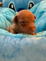 Dwergpinscher pups, België, Overige rassen, CDV (hondenziekte), 8 tot 15 weken