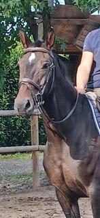 Lieve 15 jarige merrie v. Florimon, Dieren en Toebehoren, Paarden, Merrie, B, Dressuurpaard, 11 jaar of ouder
