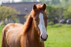 Paint horse Merrie, Animaux & Accessoires, Chevaux, Jument, Ne s'applique pas, Vermifugé, Moins de 160 cm