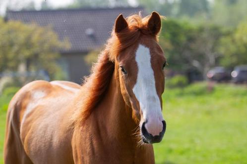 Paint horse Merrie, Dieren en Toebehoren, Paarden, Merrie, Niet van toepassing, Minder dan 160 cm, 3 tot 6 jaar, Westernpaard