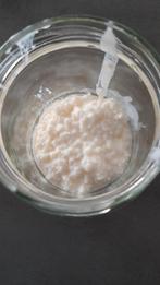 Kefirkorrels, melkkefir, kefir, Diversen, Levensmiddelen, Ophalen