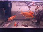 4 oranje goudvissen, Dieren en Toebehoren, Vissen | Aquariumvissen, Vis, Zoetwatervis