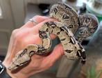 0.1 Boa imperator het leopard poss dh snow, Slang, Met terrarium, 0 tot 2 jaar