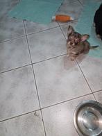 Bruin merle teefje, Dieren en Toebehoren, België, CDV (hondenziekte), 8 tot 15 weken, Teef