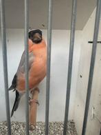 Noordse goudvinken, Dieren en Toebehoren, Geringd