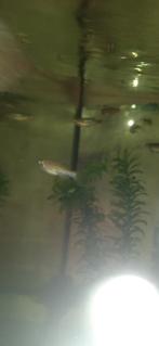 10 Luipaard danio's, Vis, Zoetwatervis, Schoolvis