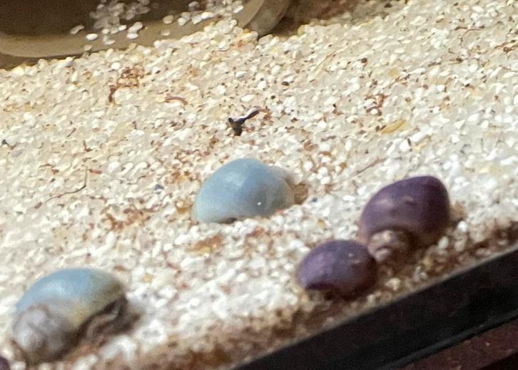 Appelslakken, Dieren en Toebehoren, Vissen | Aquariumvissen, Slak of Weekdier