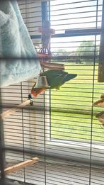 Perzikkopagapornis (Agapornis roseicollis),, Dieren en Toebehoren, Vogels | Parkieten en Papegaaien, Tam
