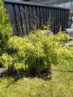 Bamboo 4 stuks niet woekeren, Tuin en Terras, Planten | Struiken en Hagen, Ophalen of Verzenden
