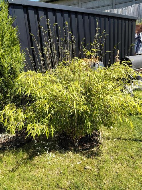 Bamboo 4 stuks niet woekeren, Tuin en Terras, Planten | Struiken en Hagen, Ophalen of Verzenden