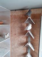 5 sierduiven hoogvliegers, Animaux & Accessoires, Oiseaux | Pigeons