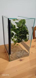 Terrarium, Dieren en Toebehoren, Wandelende tak