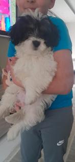 Ik ken de ras niet maar is een bupy di is 2manden een 3 week, Dieren en Toebehoren, Honden | Chihuahua's en Gezelschapshonden