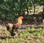 Brahma goudpatrijs haan gratis, Dieren en Toebehoren, Mannelijk, Kip