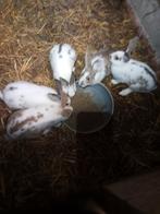 4 vlees konijnen te koop