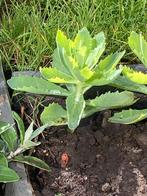 Sedum herfstvreugde kleine plantjes, Ophalen