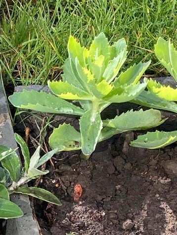 Sedum herfstvreugde kleine plantjes beschikbaar voor biedingen