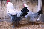 Poule de Bresse zilverpel, Dieren en Toebehoren, Meerdere dieren, Kip